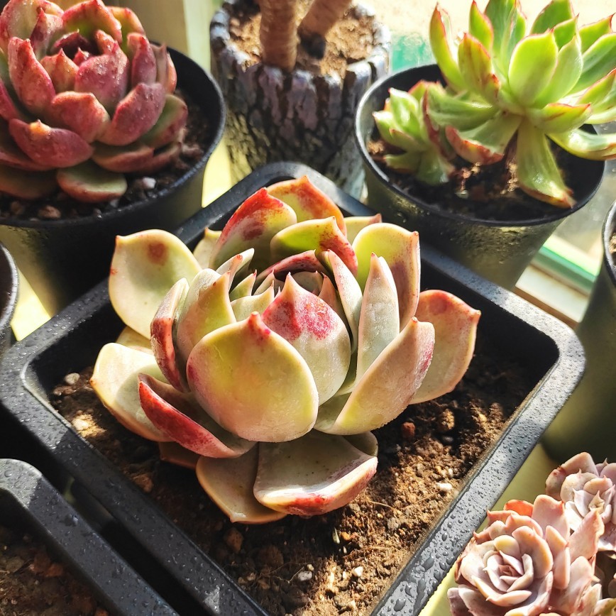 发百世极兔赏差评