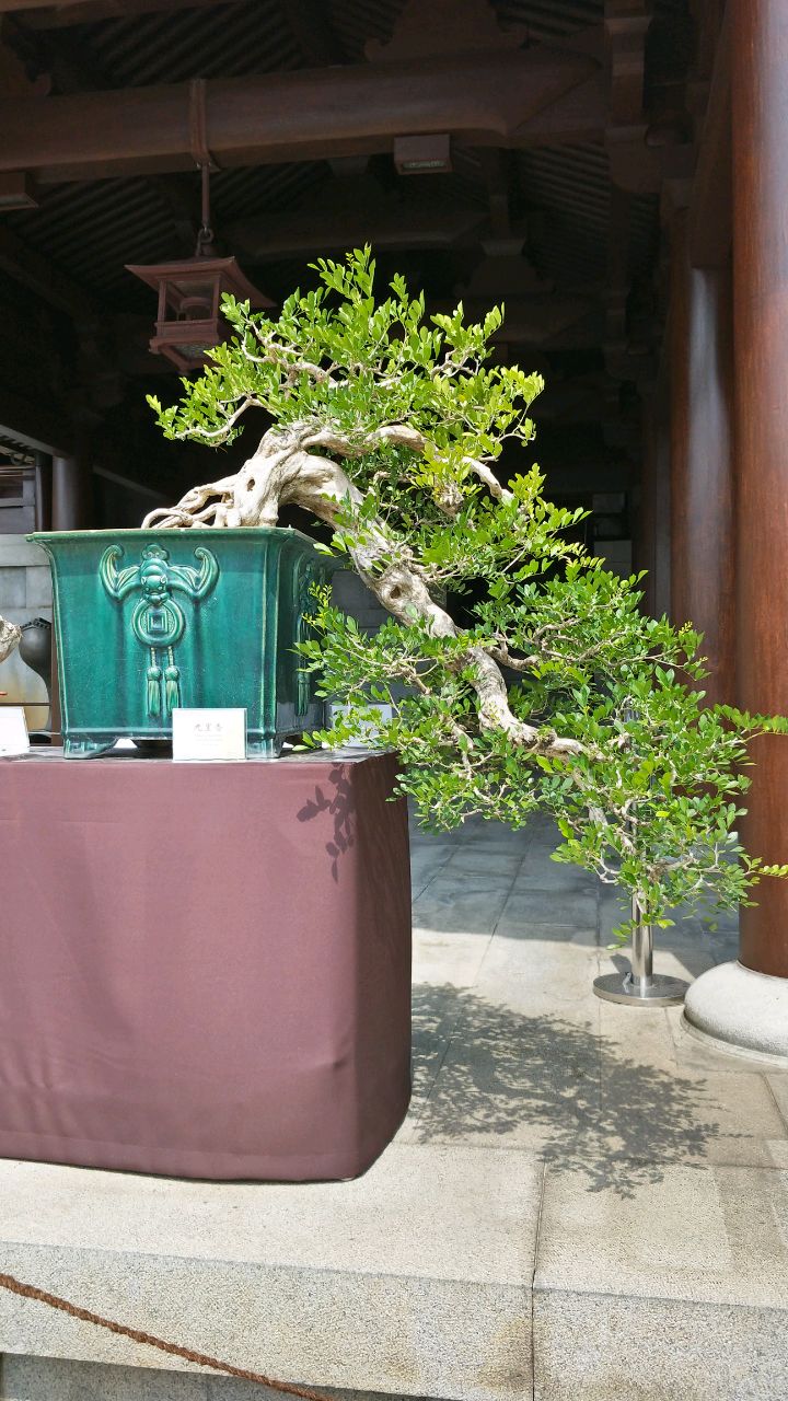 大家可以交流一下盆景，祝大家身体健康。