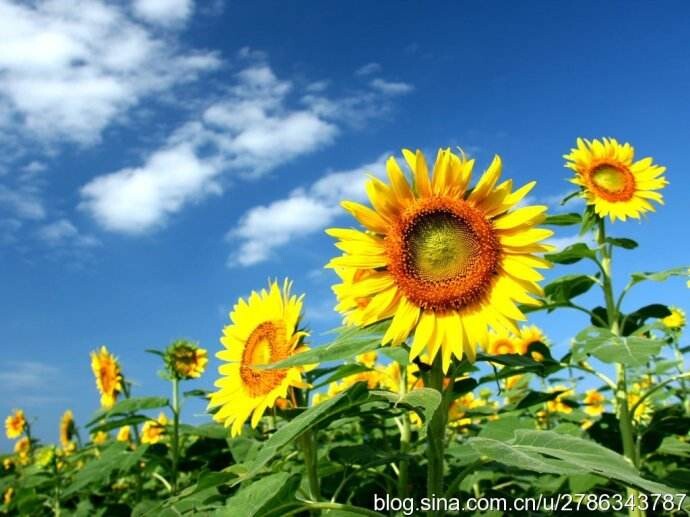 爱吃奶油打发的小简洁