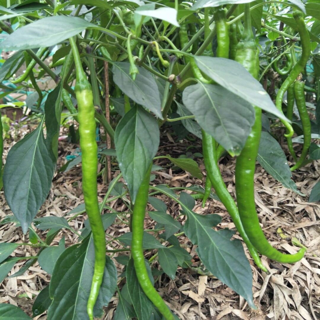 好运常伴你我她