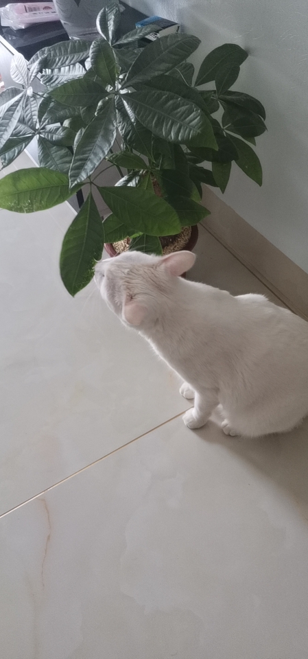 卓冠教育一路发发XD二号