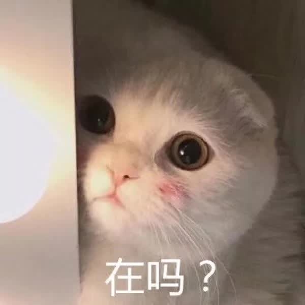 爱打扮(www.idaban.cn)，小小肥猫