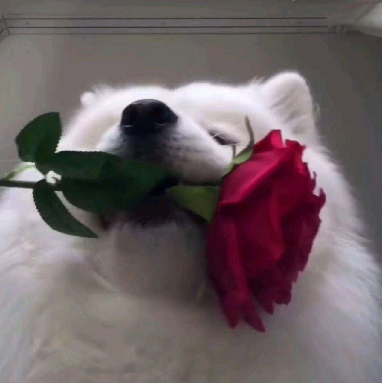 很善良巴沙鱼20