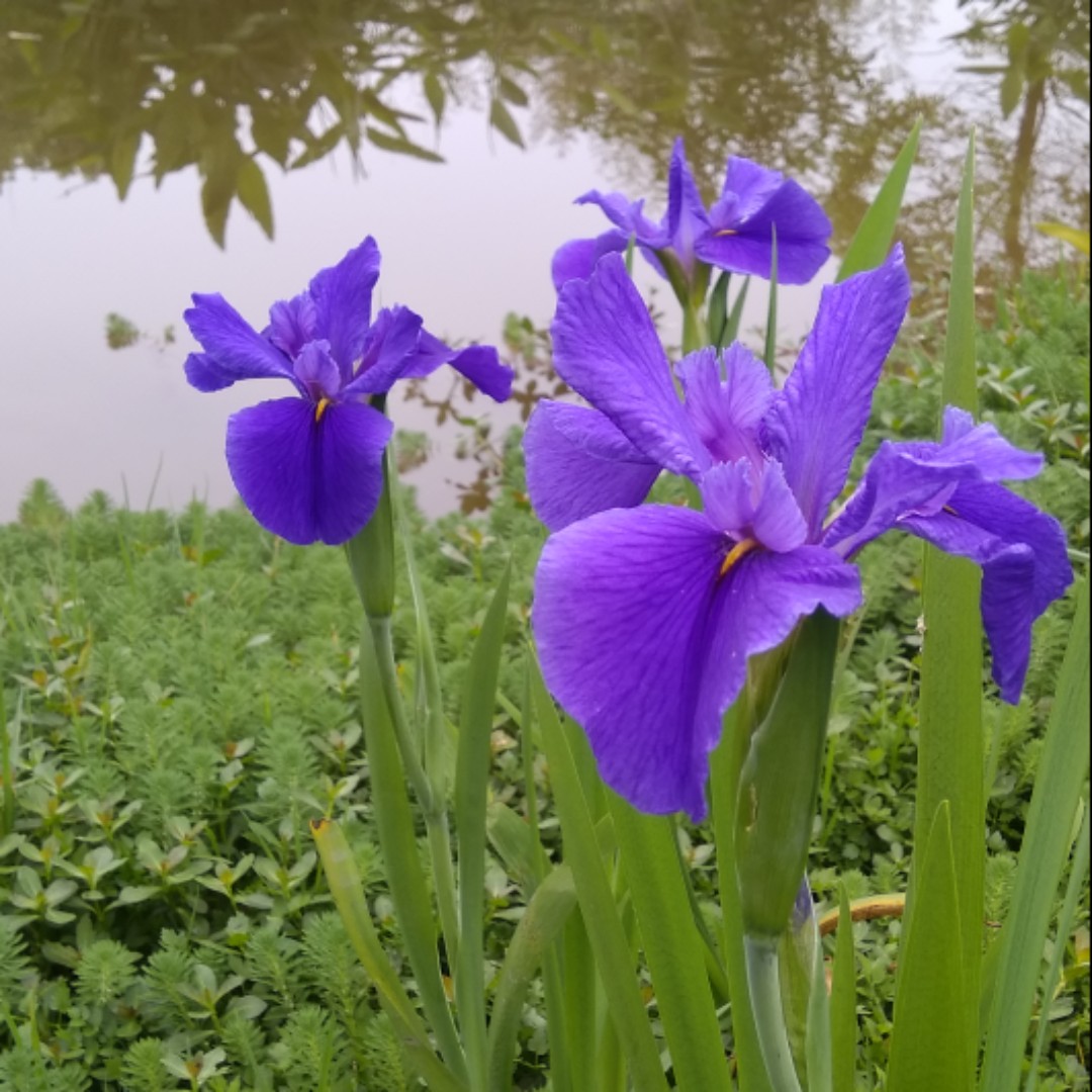 我喜我欢我要我买