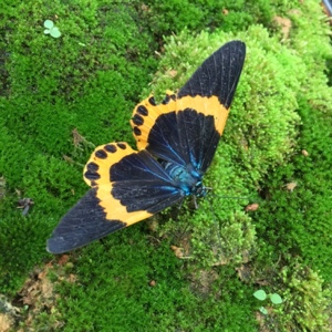 爱吃红茶脆饼的糖葫芦