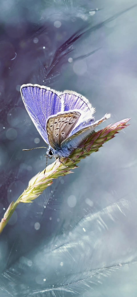 云霄星直率的紫薯