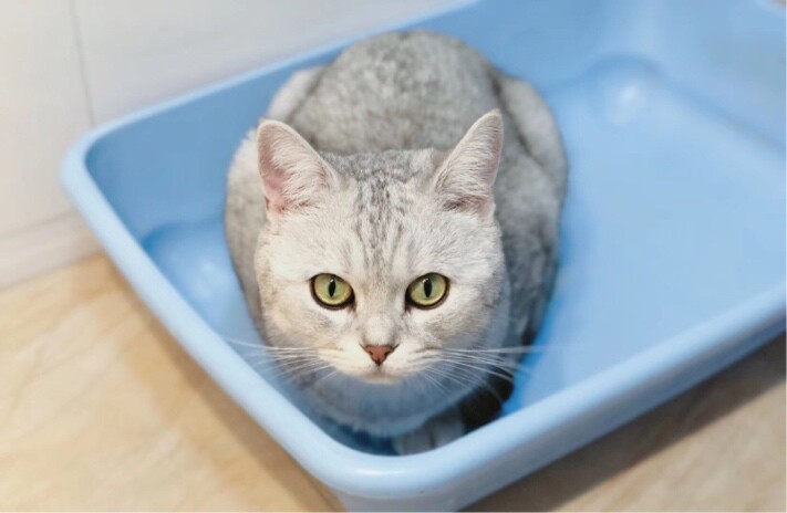 正府街沉默的花果