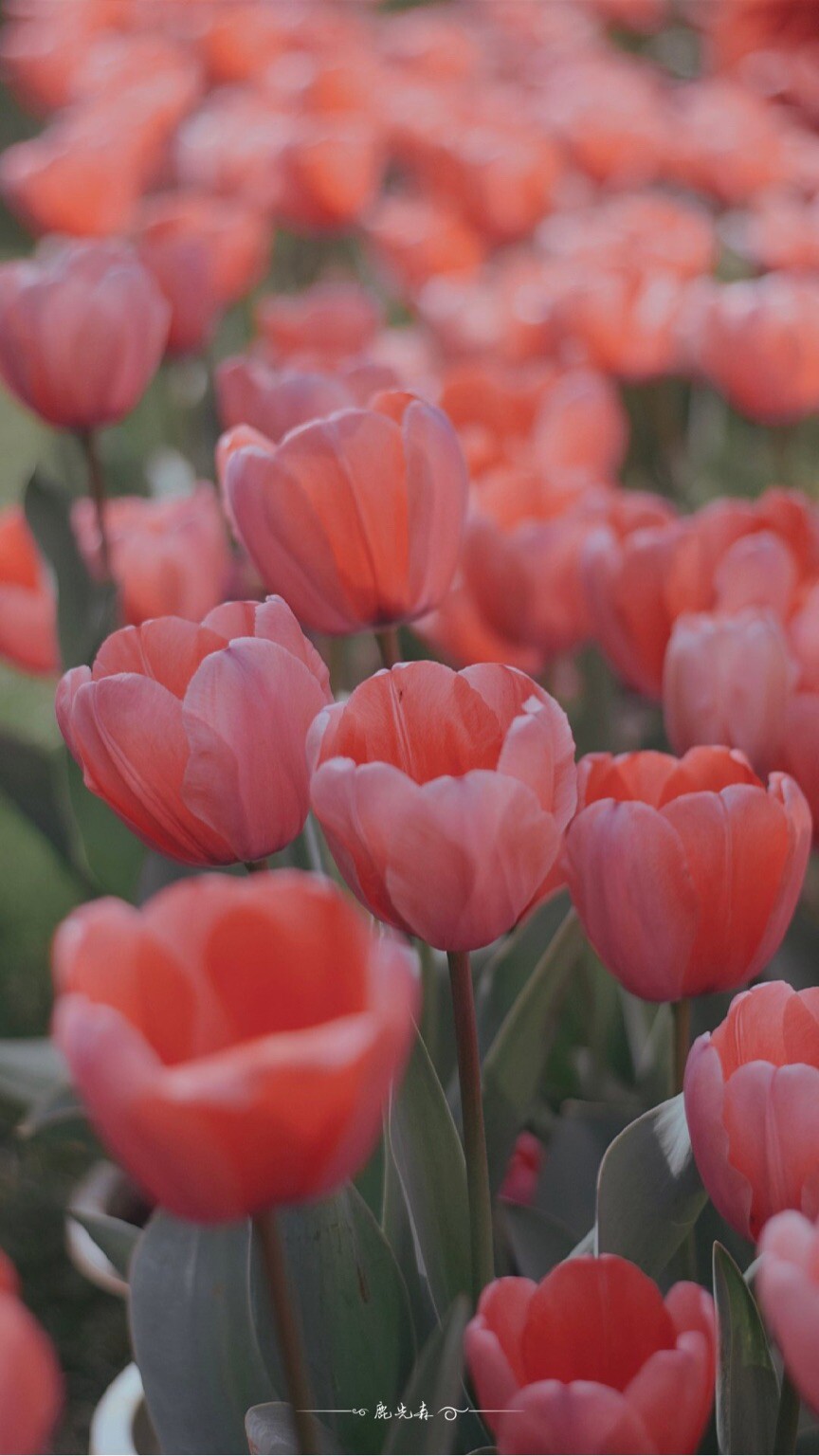 永远有一个吻未尝