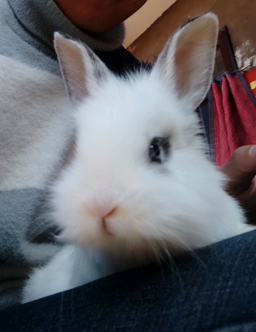 吃芒果的小兔子