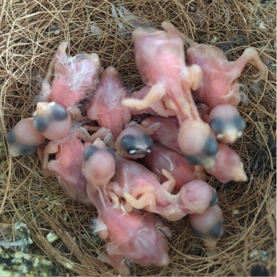 七彩月生堂s656664