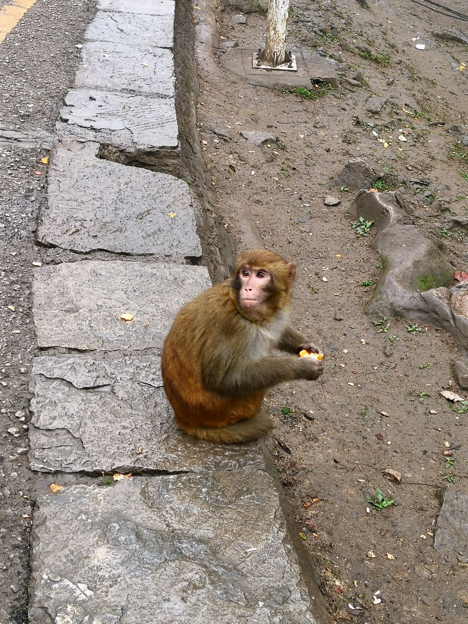 劈哩叭啦叽里呱