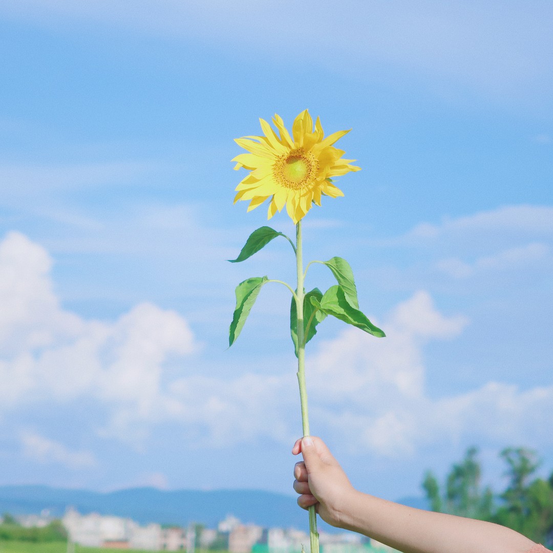 彩色的向日葵之歌