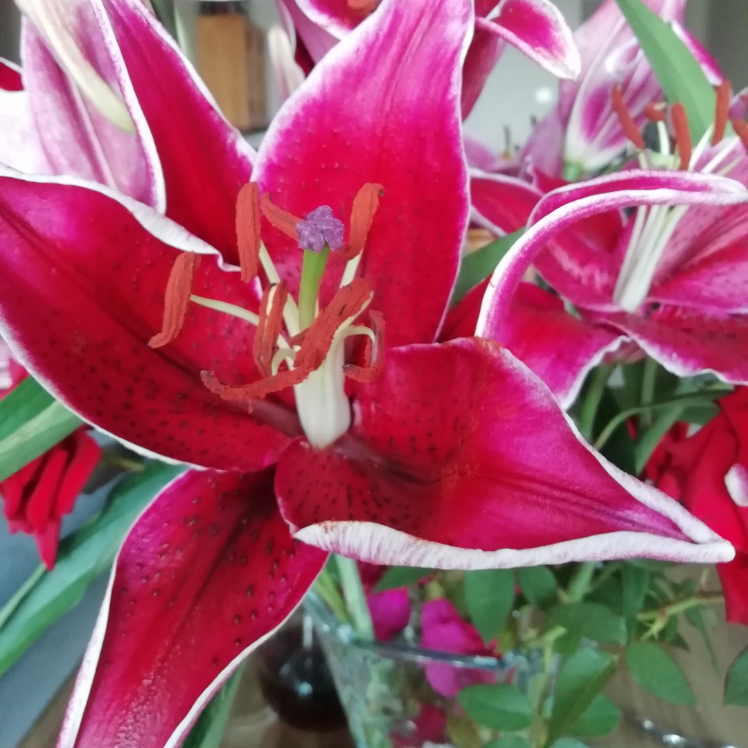 爱吃蚝油三鲜的鸣人