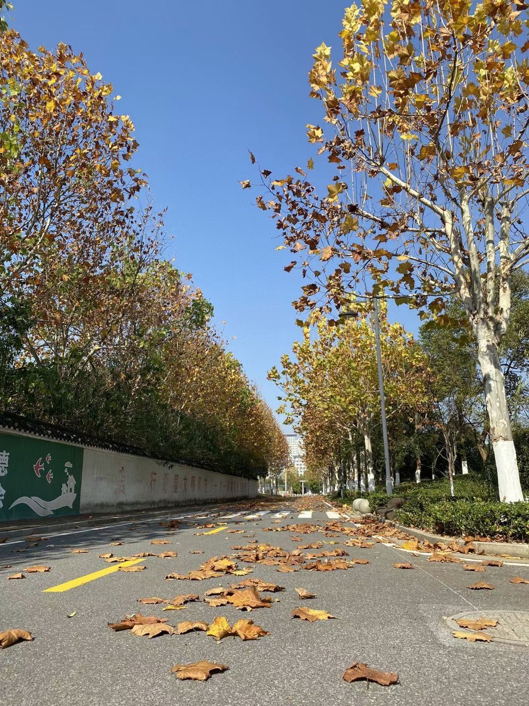 钢都勤快的川朴