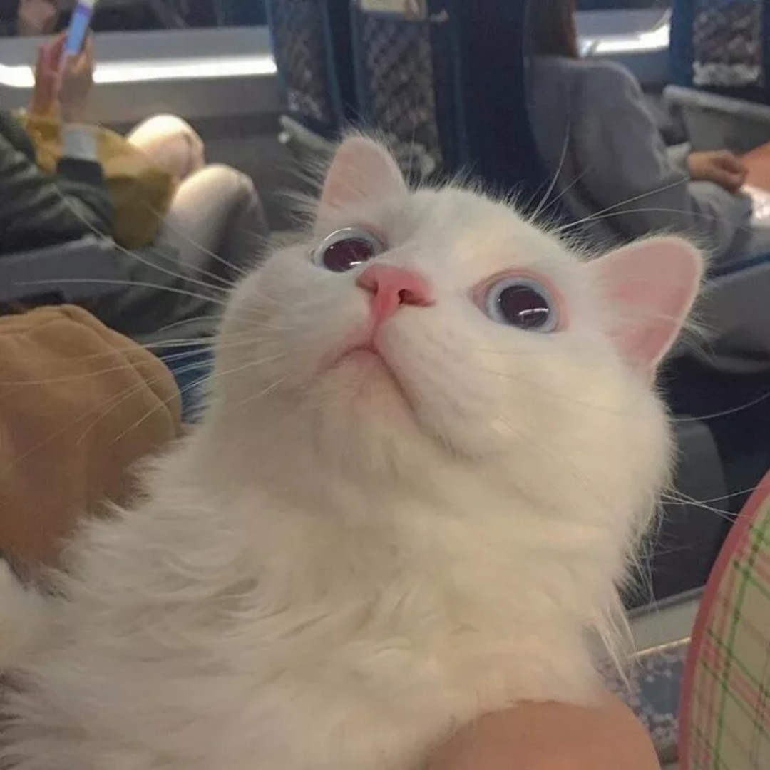 圆圆的大猪蹄子