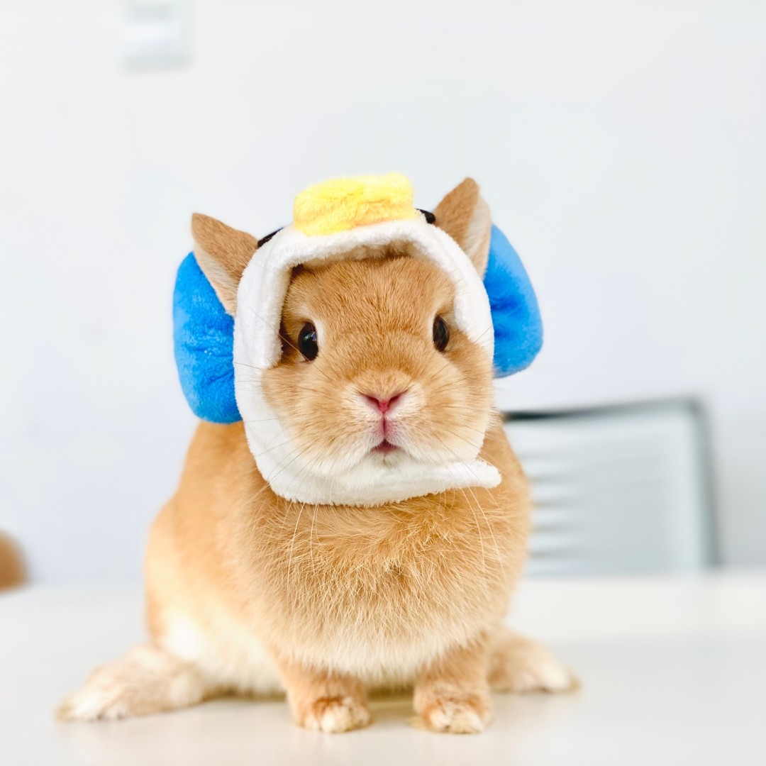 挖机之花霍樱花