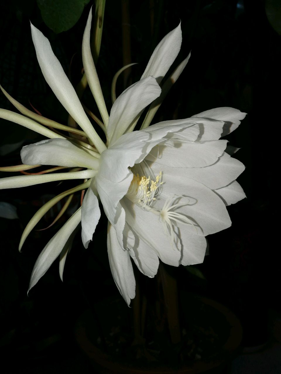 爱吃粉皮炒鱼的油桃