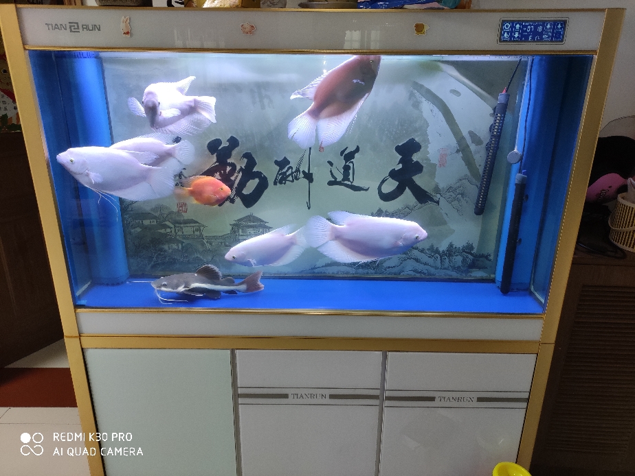 家有大鱼爱打架