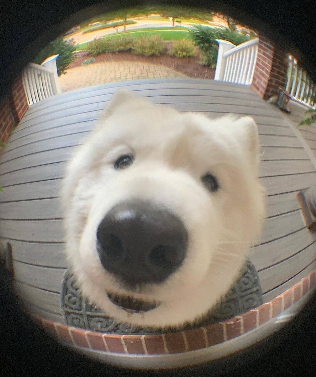 柯基柯基柯基腿长八厘米