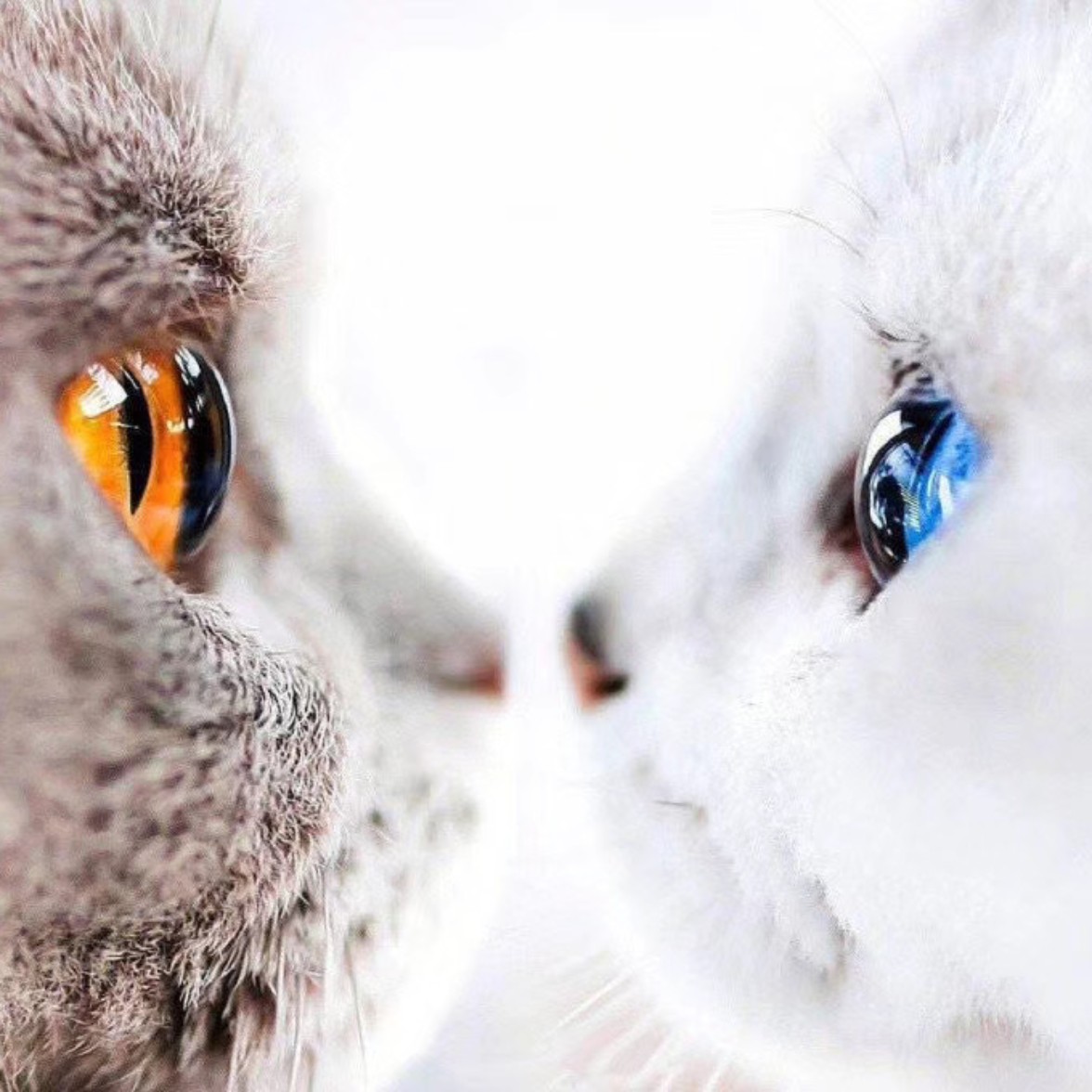 玫红的软枣柯予