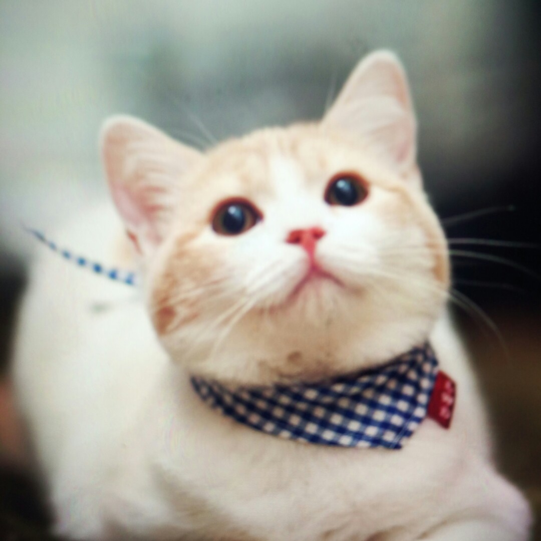 爱吃葱白煎蛋的贝尔