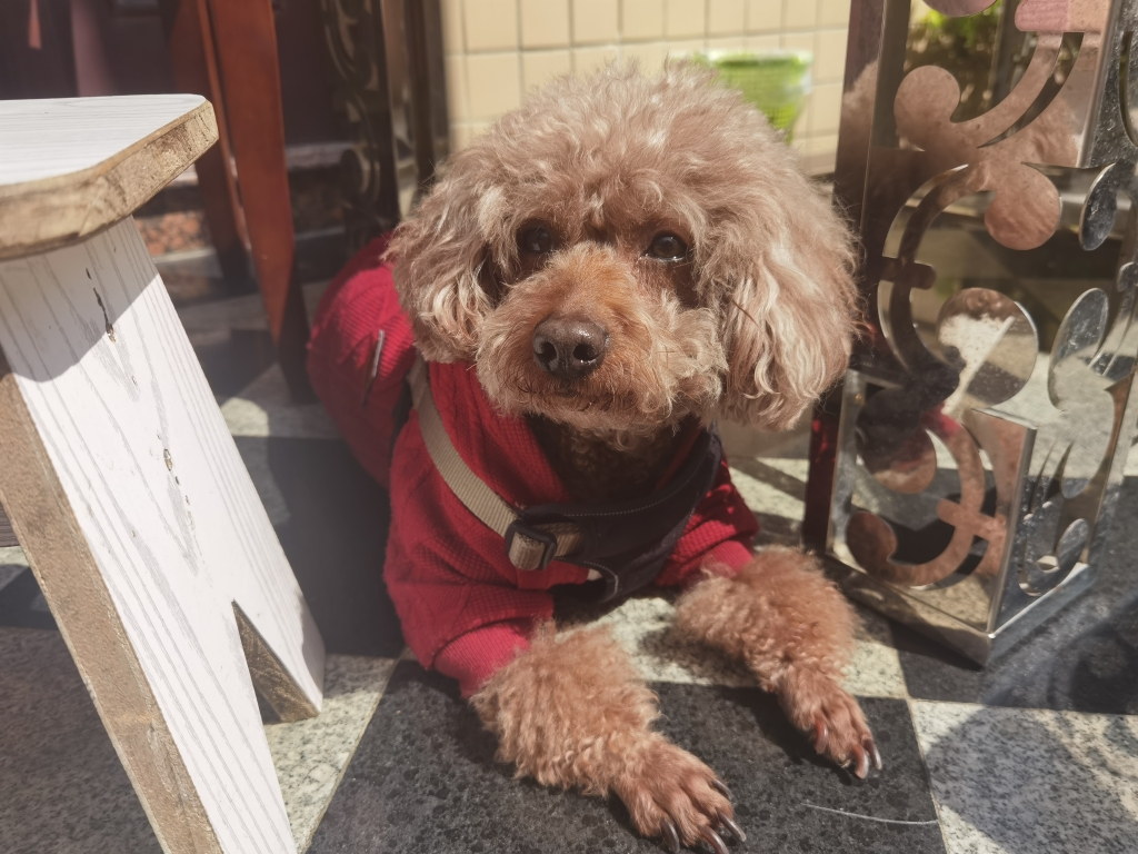 二十三丝动紫皇。