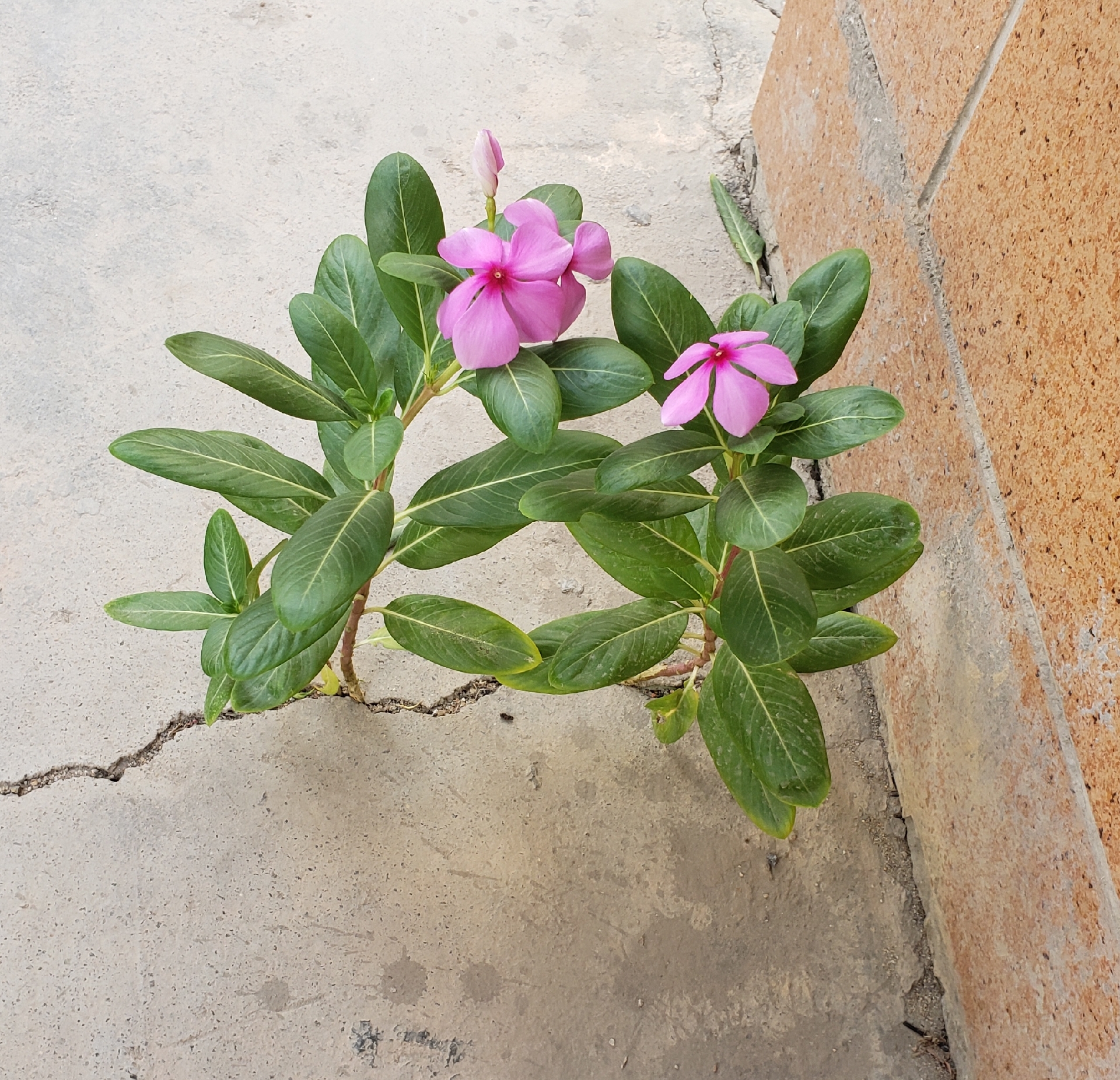 求购恐龙不要蛋