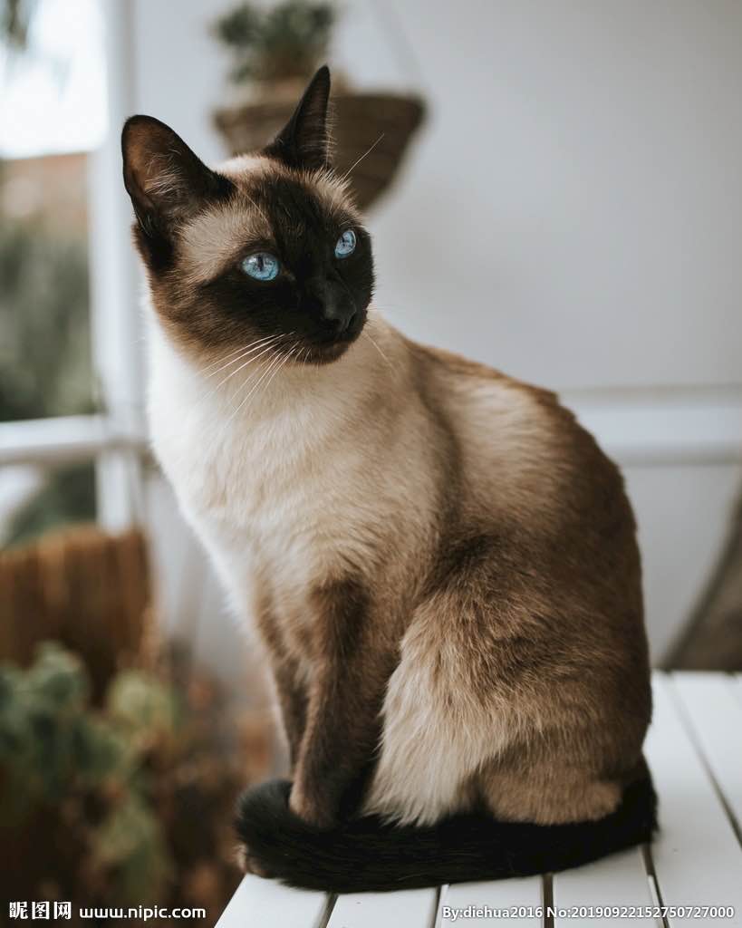 爱吃澄清奶油的smile