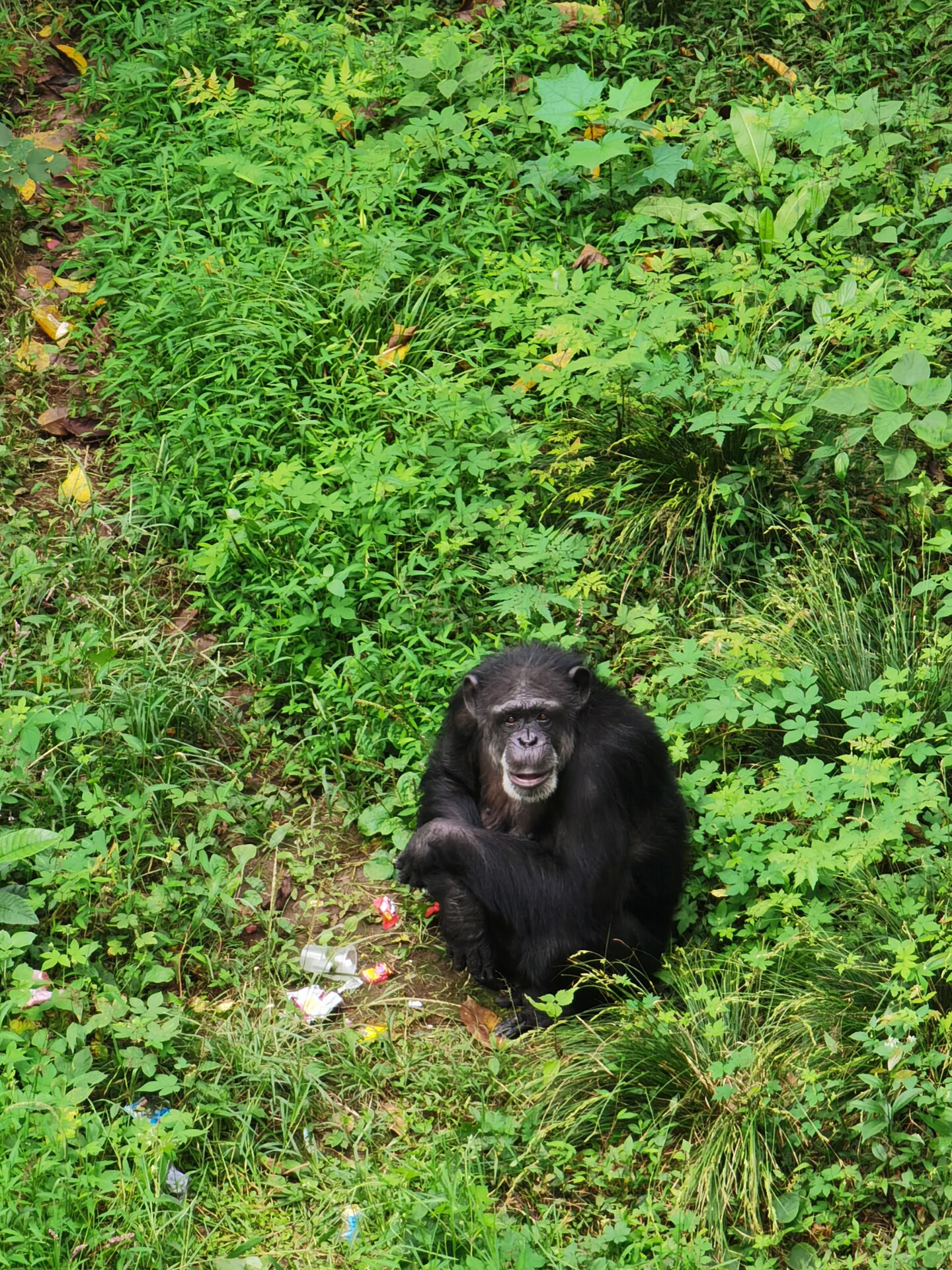 西周新鲜的肉桂