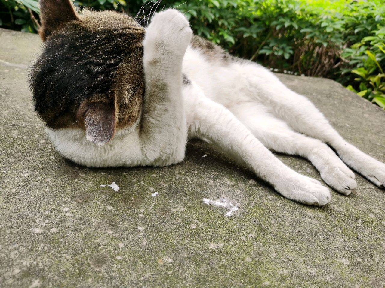 暖阳下的罗花卷