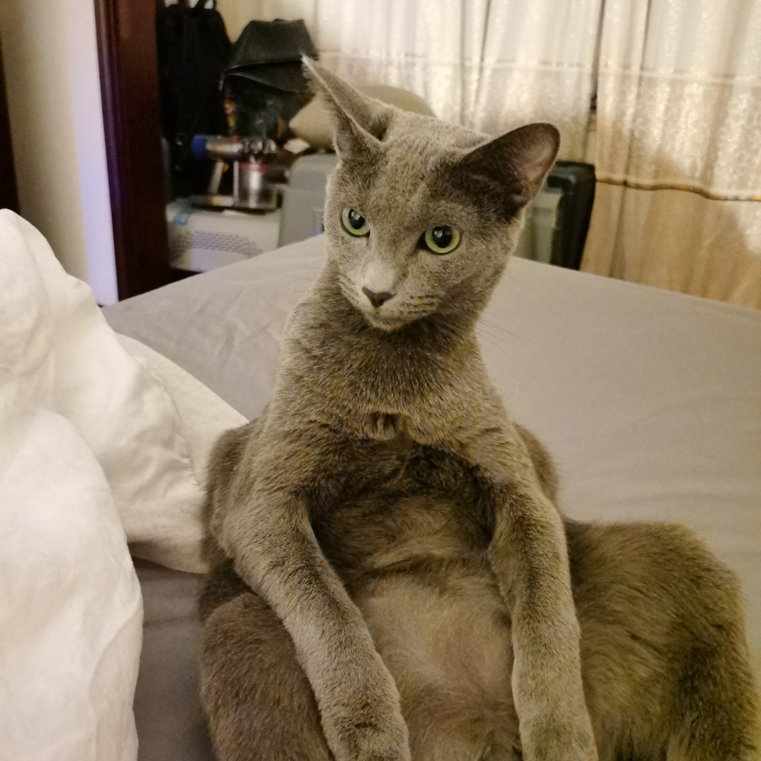 丨夜礼服假面丨