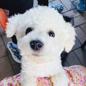 喵喵猪猪一家亲