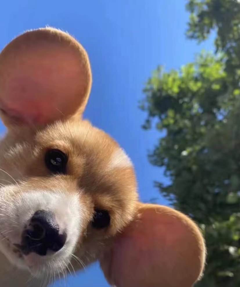 云霄星勤劳的苏木