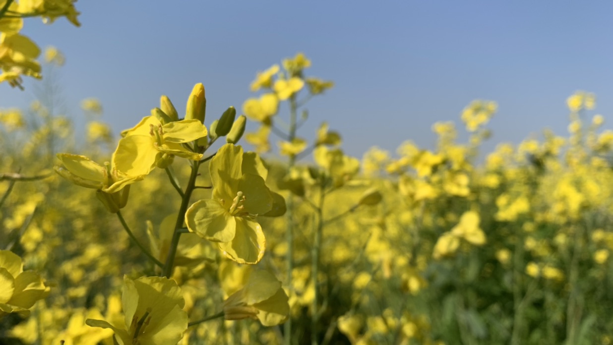 牛郎星幸运的莲雾