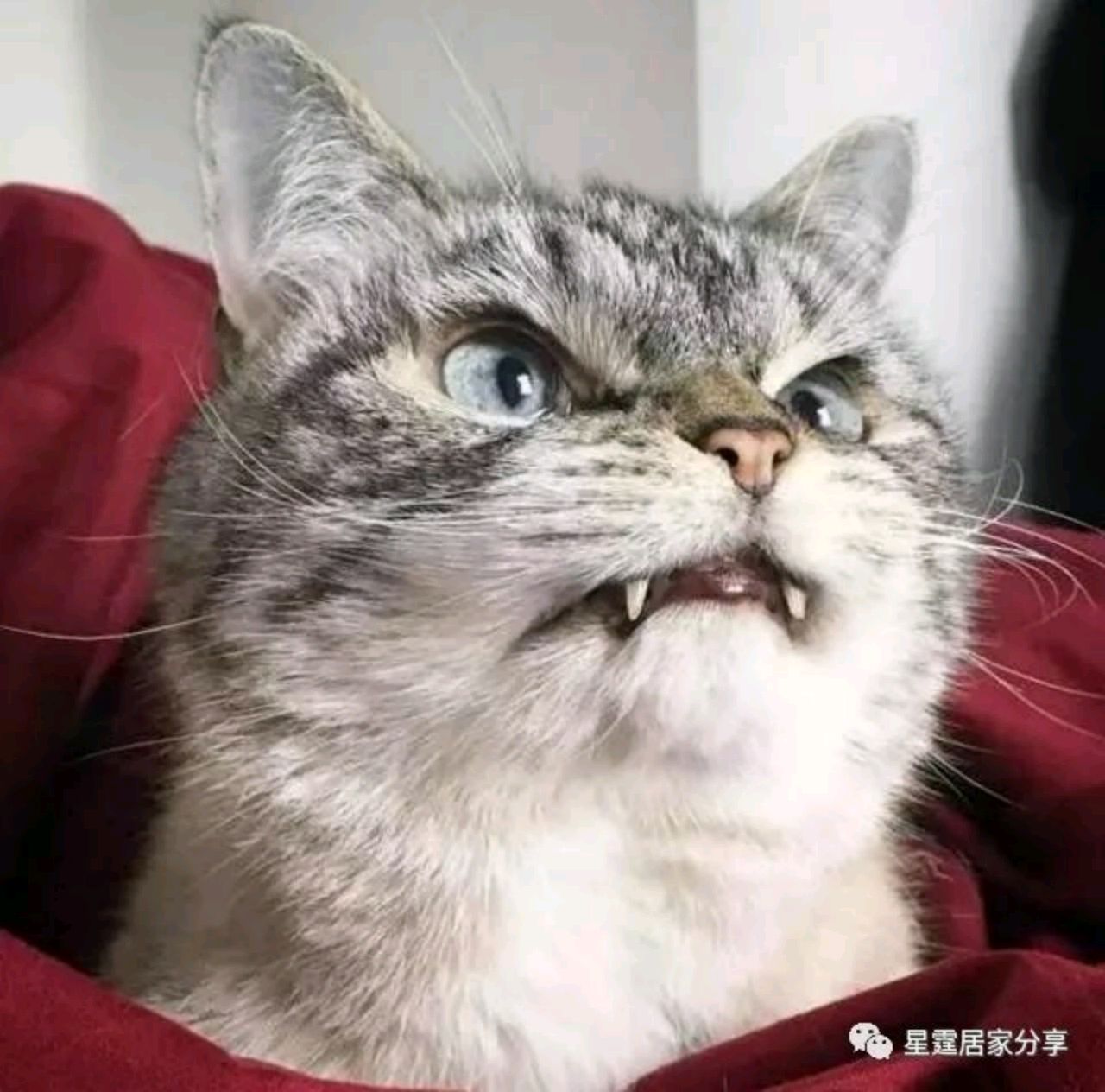 池塘里的一只铁憨憨