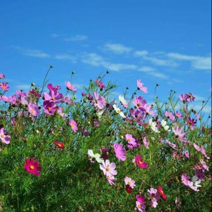 彩虹桥上观彩虹