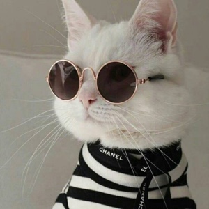 让开，让开，请让开