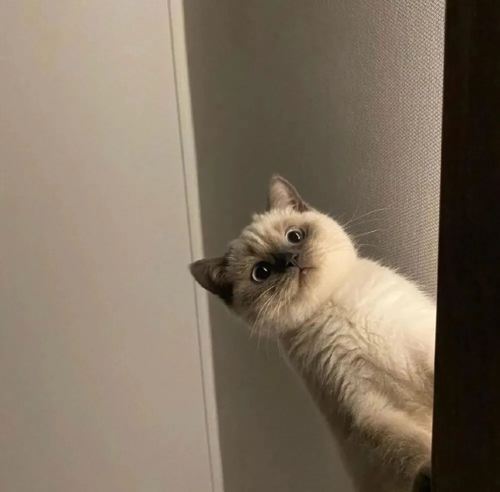 守经街双子座校长