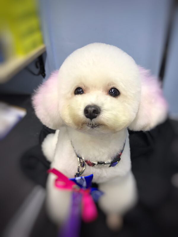 宝儿的嘟嘟和熊熊