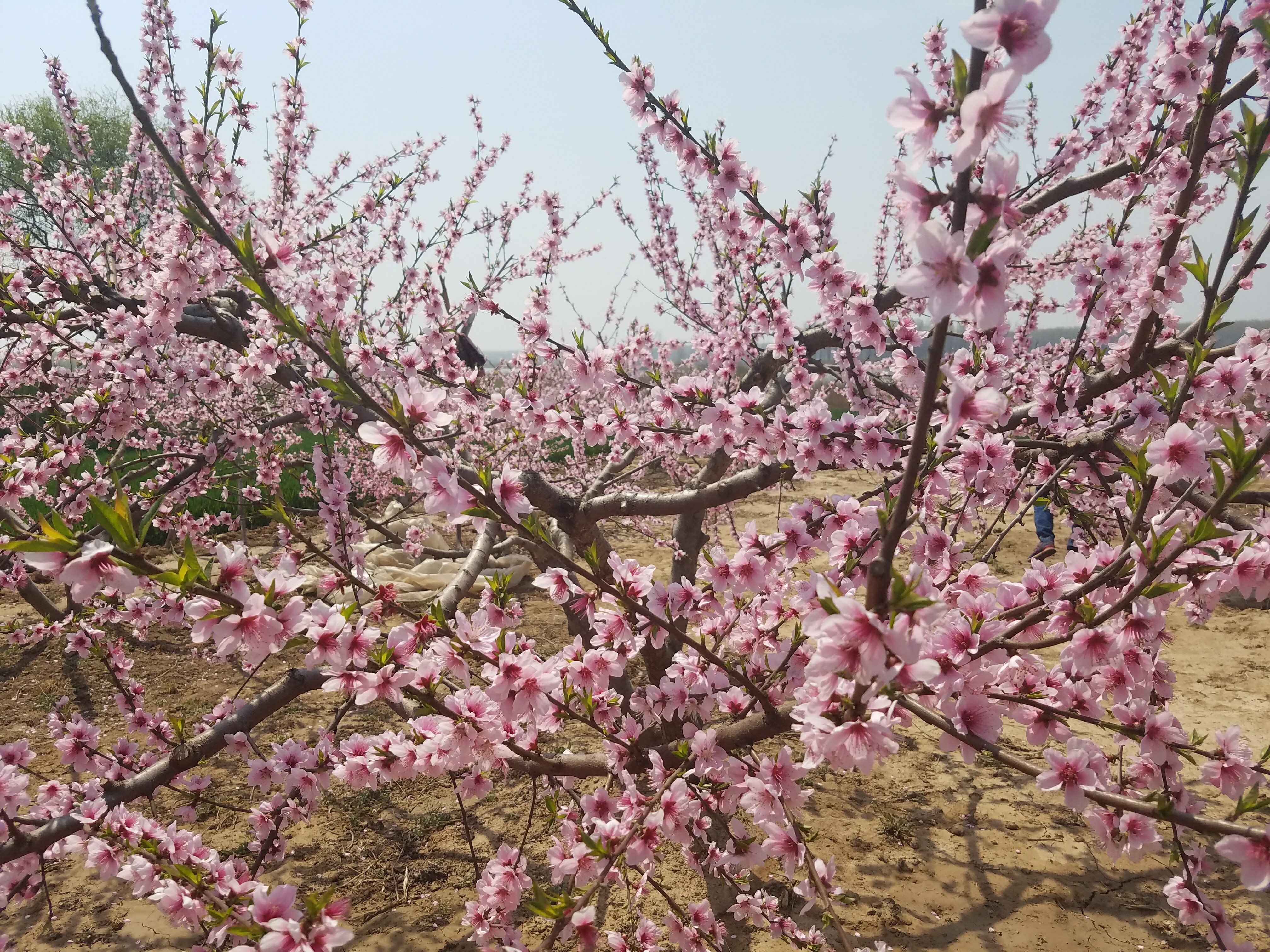 爱你永不变，诚信赢天下，看芝麻信用！
