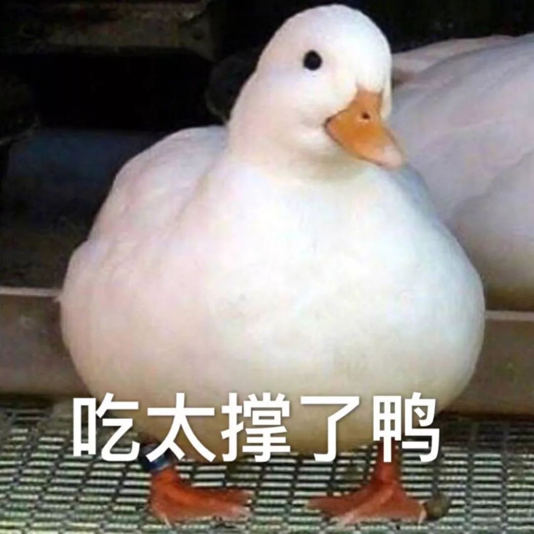 会有鸭鸭的$