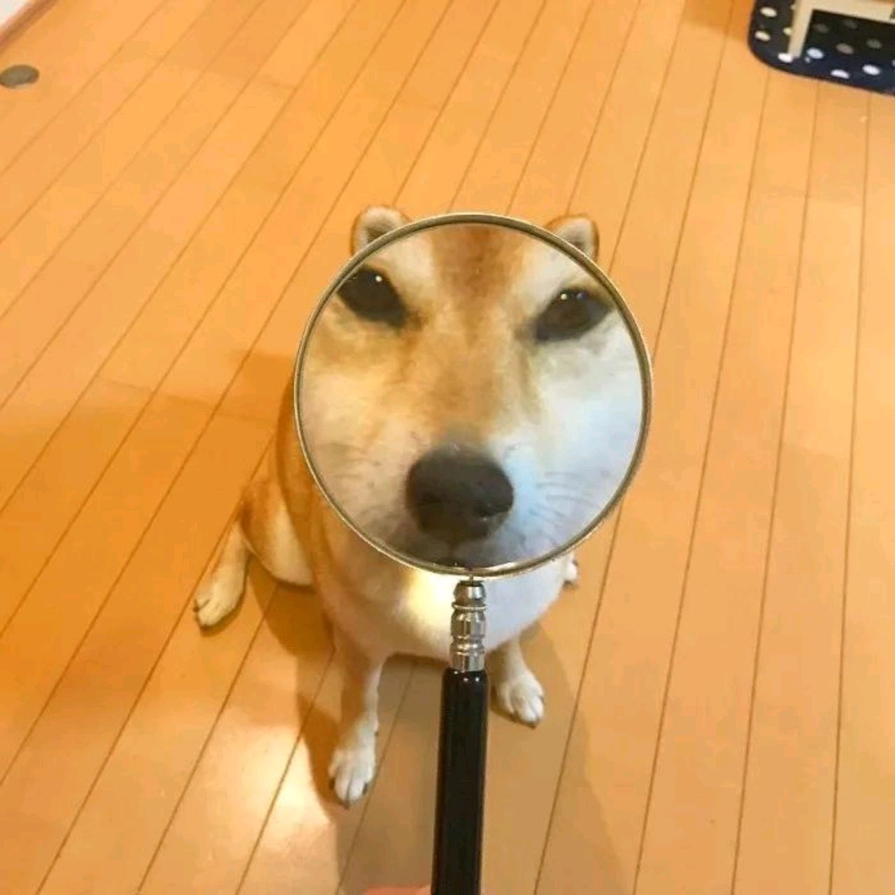 你看见的就是我的名字哈哈