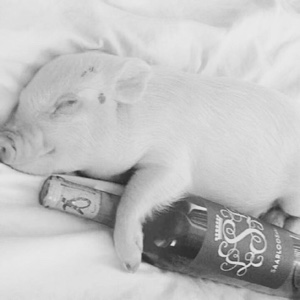 不懒散的红豆沙30