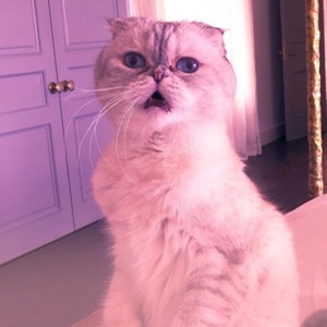 卷卷的猫会说话