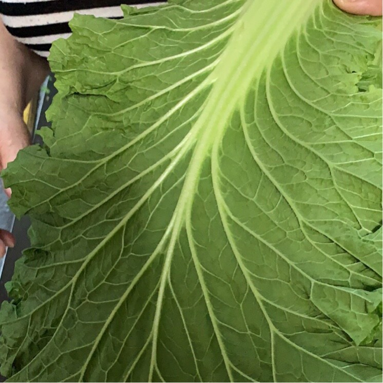 松露布朗尼宝宝