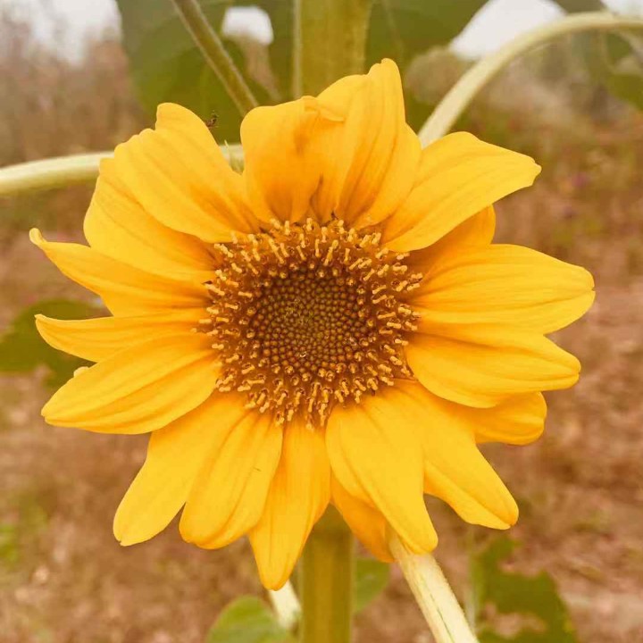 爱吃人参果的小狼