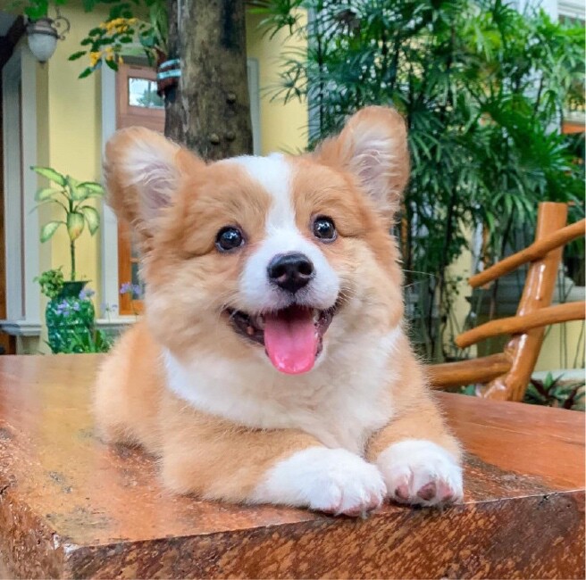 桦尺蠖的闲置小店