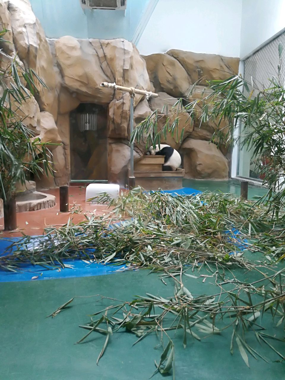 紫红色的中榕珍维