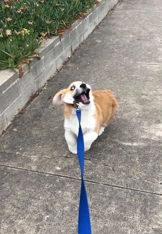 狗蛋儿也有春天