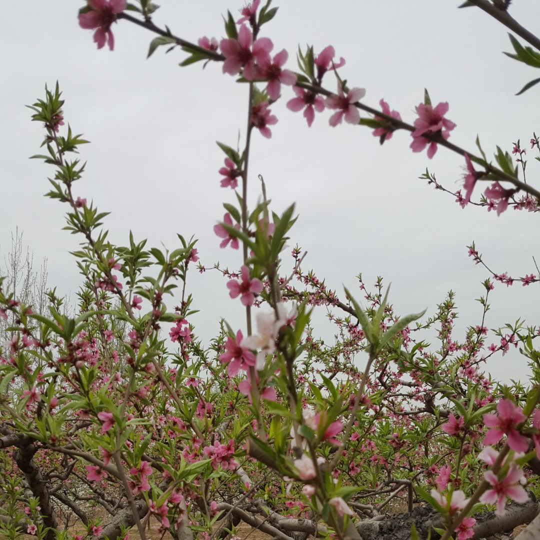 雪山飞豹(&bull;??&bull;?)